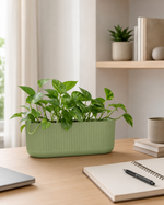 Sage Green