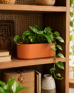 Terracotta
