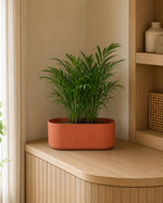 Terracotta