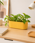 Mustard Yellow
