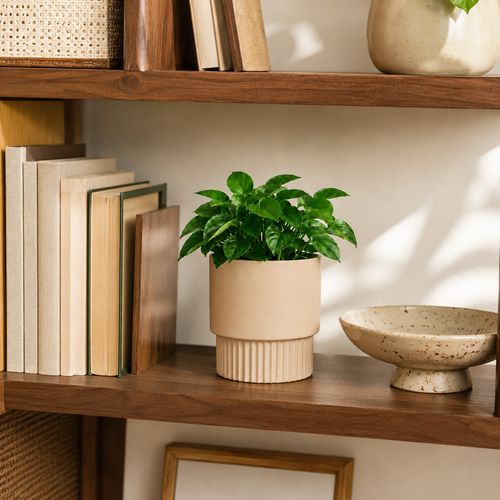 Bookshelf
