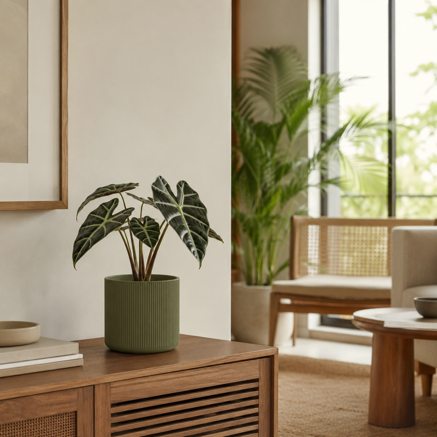 Tropical Contemp