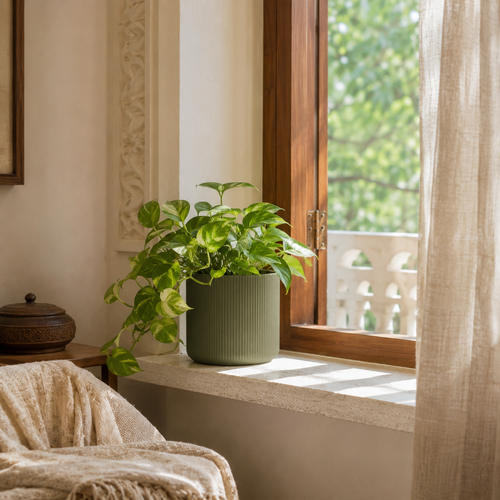Window Ledge