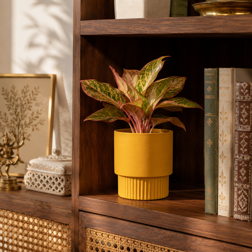 Bookshelf