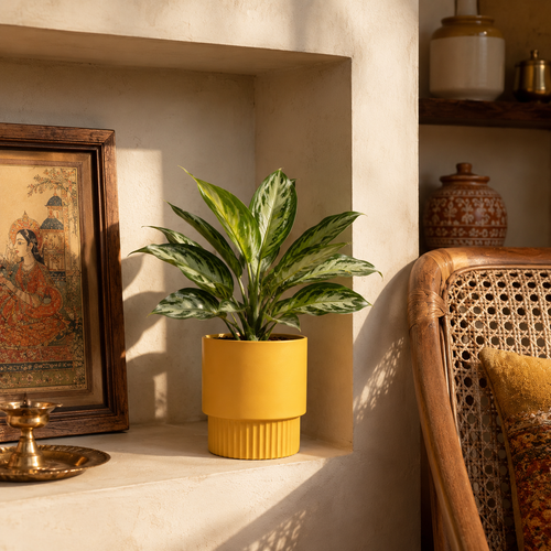 Living Room Niche