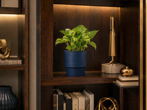 Bookshelf