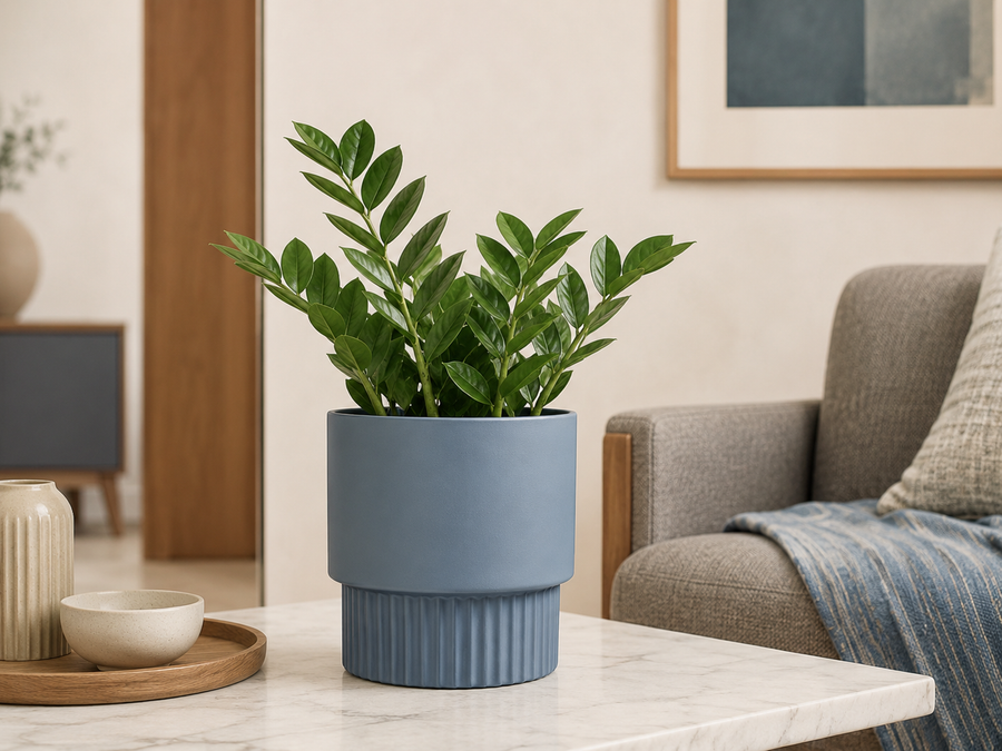 Soft Contemporary