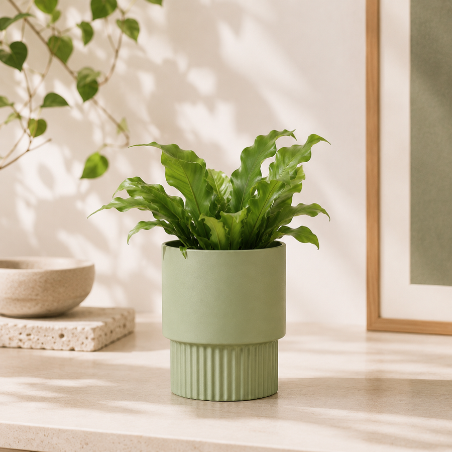 Botanical Minimal