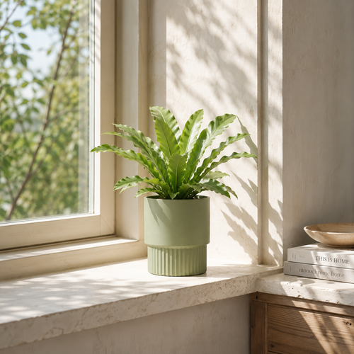 Window Ledge