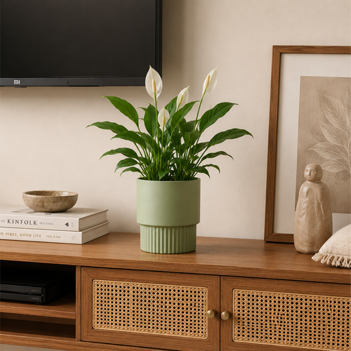 TV Unit