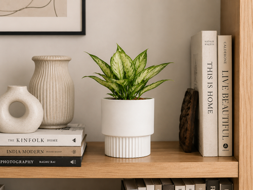 Bookshelf