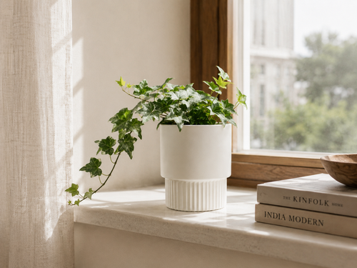 Window Ledge
