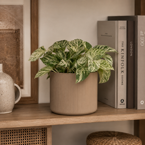 Bookshelf