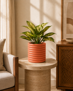 Terracotta