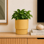 Mustard Yellow