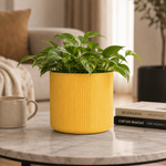 Mustard Yellow