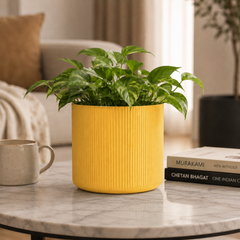 Mustard Yellow