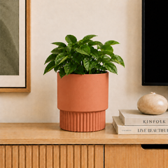 Terracotta